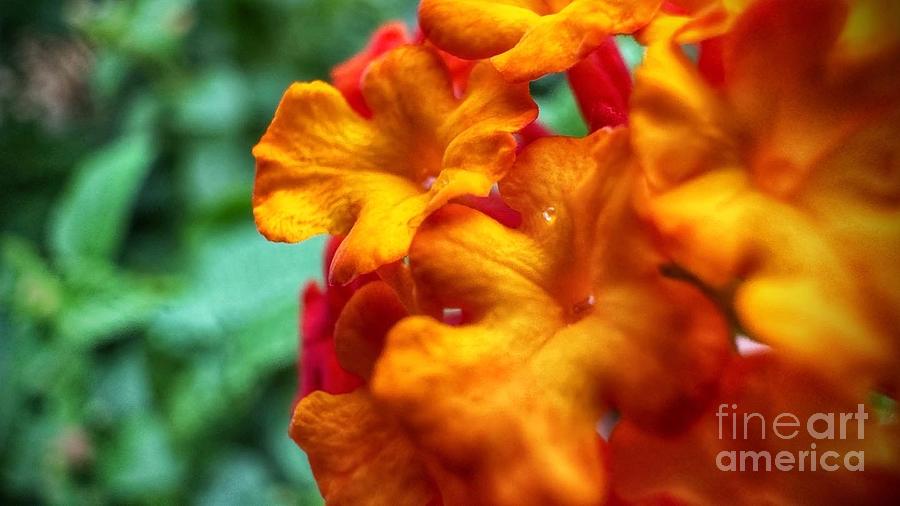 Lantana Flower Photograph by Laura Forde