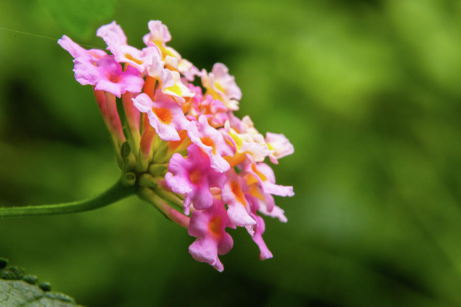 Lantana flower Photograph by SAURAVphoto Online Store