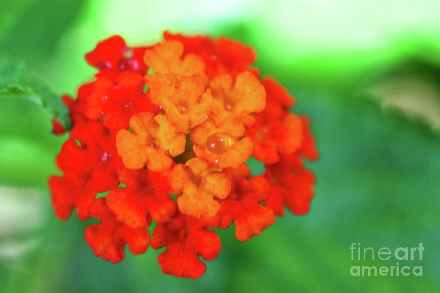 Lantana Flower With Water Droplet  Photograph by Laura Forde