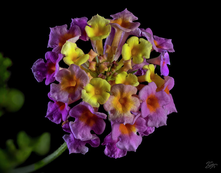 Lantana Flowers Photograph by Endre Balogh