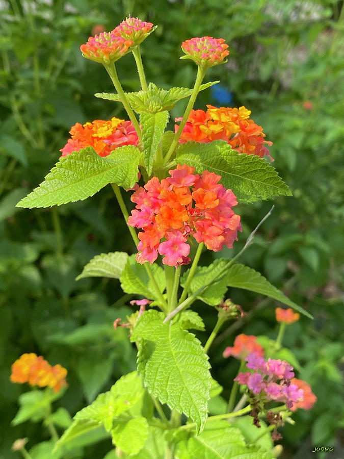 Lantana Photograph - Lantana by Greg Joens Lantana Photograph - Lantana by Greg Joens
