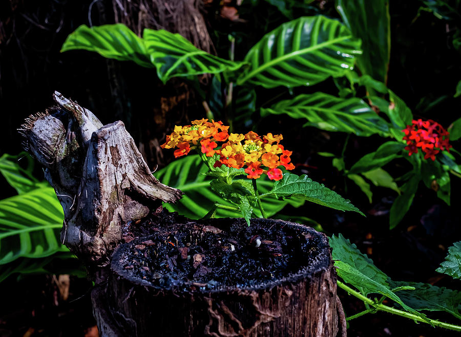 Peacock Photograph - Lantana by Peyton Vaughn Peacock Photograph - Lantana by Peyton Vaughn