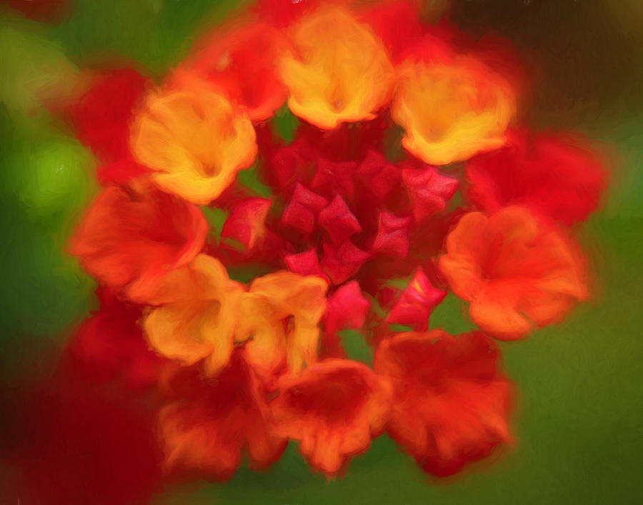 Lantanas Perfect Mix of Colors Photograph by Lindsay Thomson