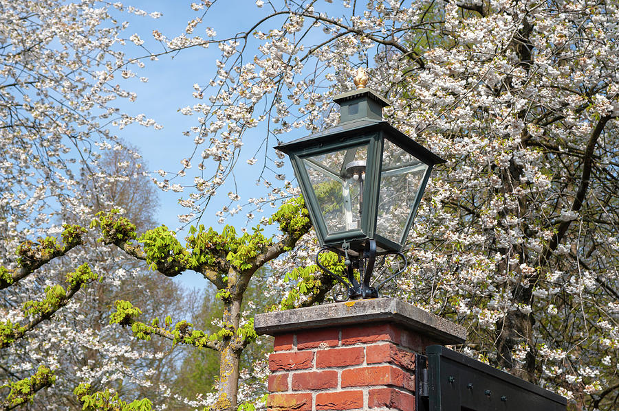 Lantern among Spring Blooms 1 Photograph by Jenny Rainbow