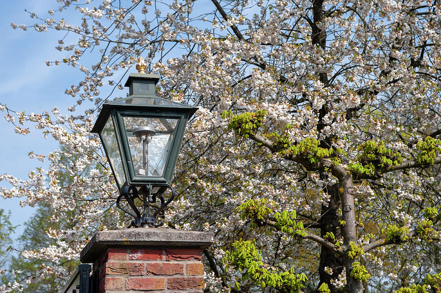 Lantern among Spring Blooms Photograph by Jenny Rainbow