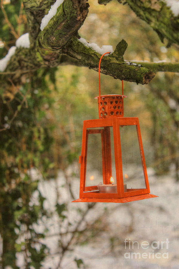 Lantern in the Woods Photograph by Vicki Spindler