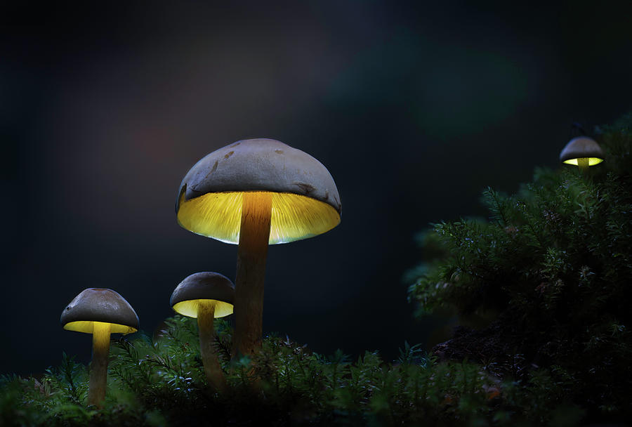 Lanterns in the autumn forest Photograph by Dirk Ercken