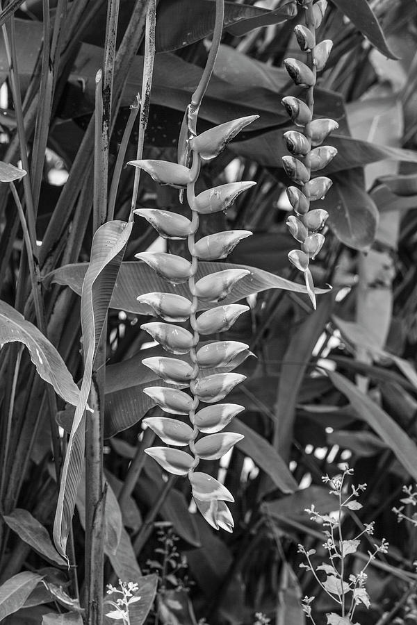 Laos, Sainyabuli, heliconia, heliconeae  Photograph by Panoramic Images