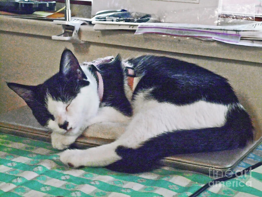 Lap Cat Photograph