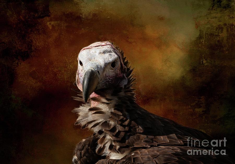 Bird Photograph - Lappet-Faced Vulture-2 by Eva Lechner