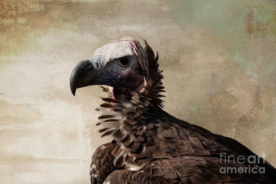 Wildlife Photograph - Lappet-Faced Vulture-3 by Eva Lechner