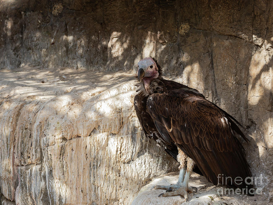 Vulture Photograph - Lappet-Faced Vulture 4 by Eva Lechner