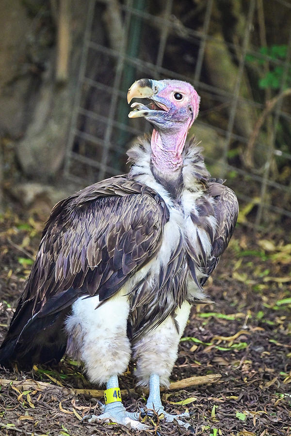 Lappet faced vulture Photograph by Ed Stokes