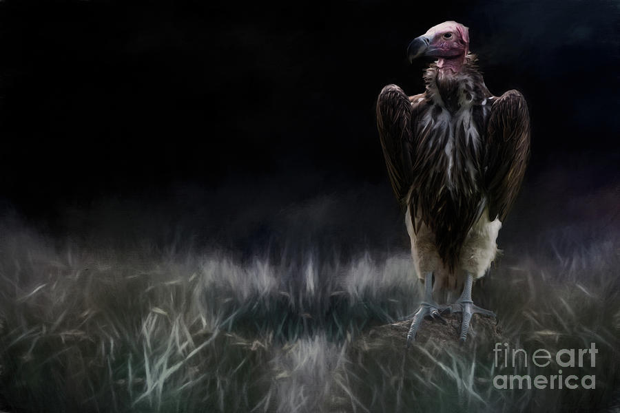 Lappet-Faced Vulture Photograph by Ed Taylor