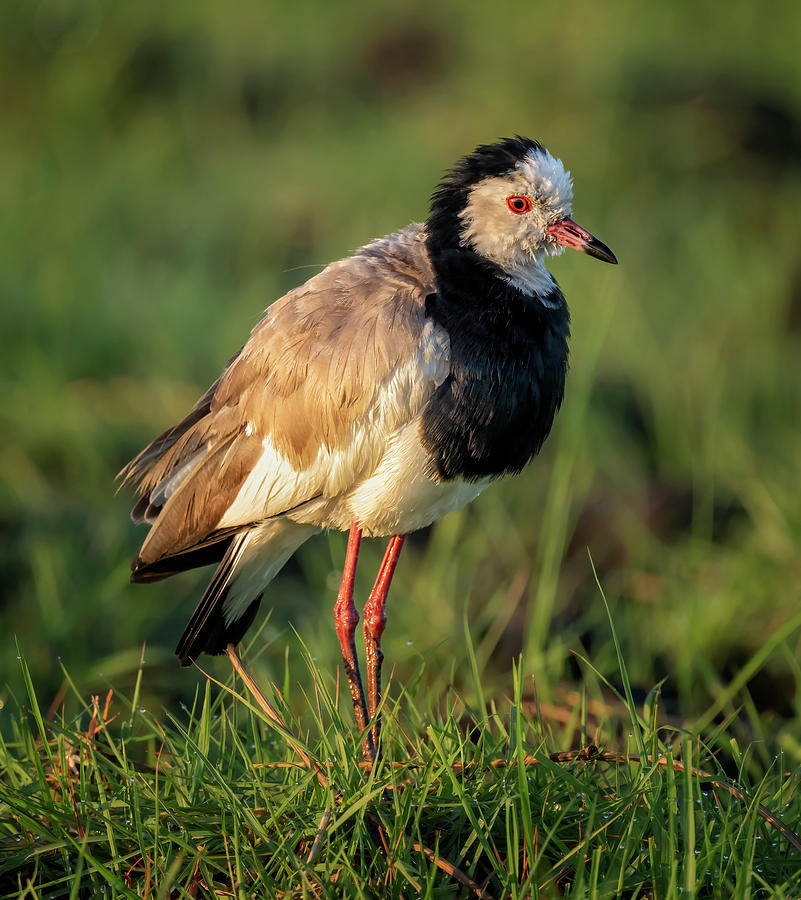 Lapwing Botswana Africa Photograph by Joan Carroll - Pixels