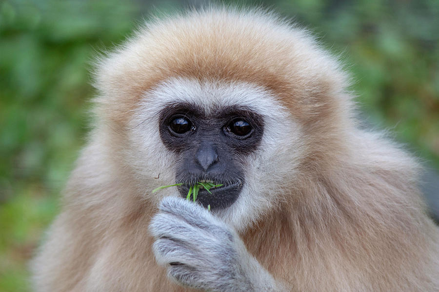 Lar Gibbon Portrait Photograph by Gareth Parkes