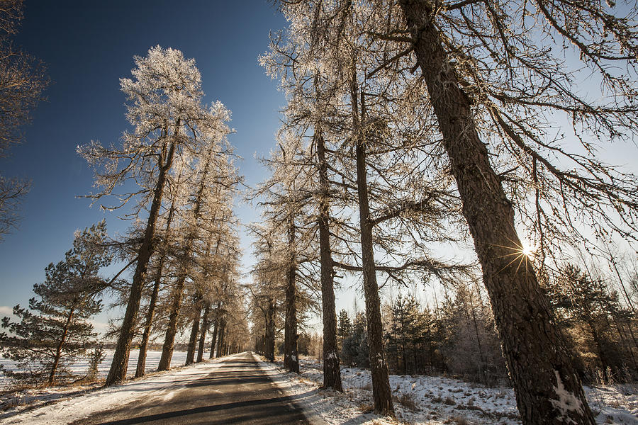 Larch alley in winter Photograph by by Tiina Gill