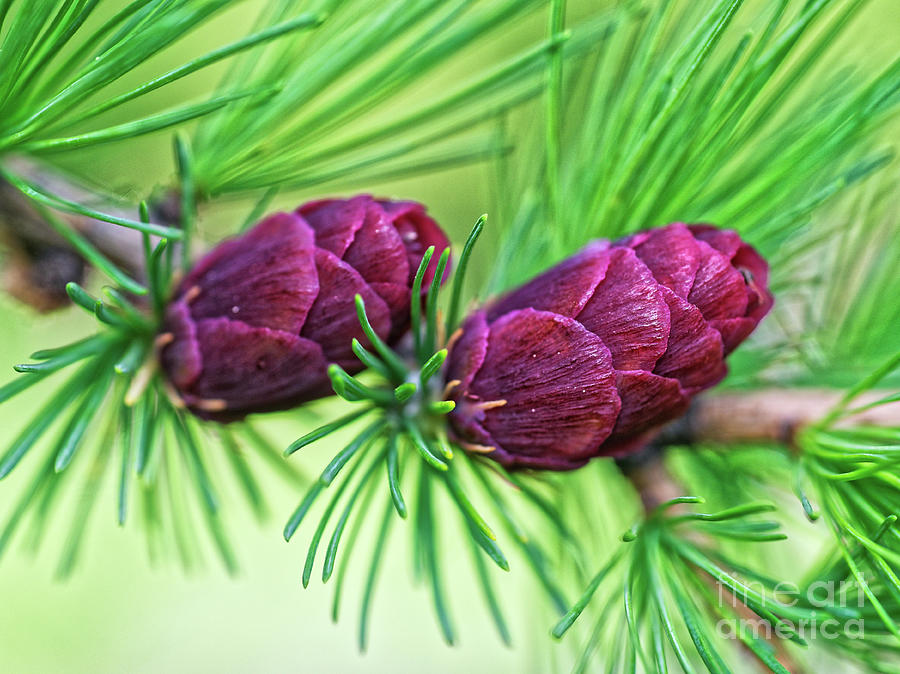 Larch Cones Photograph by Colin Woods