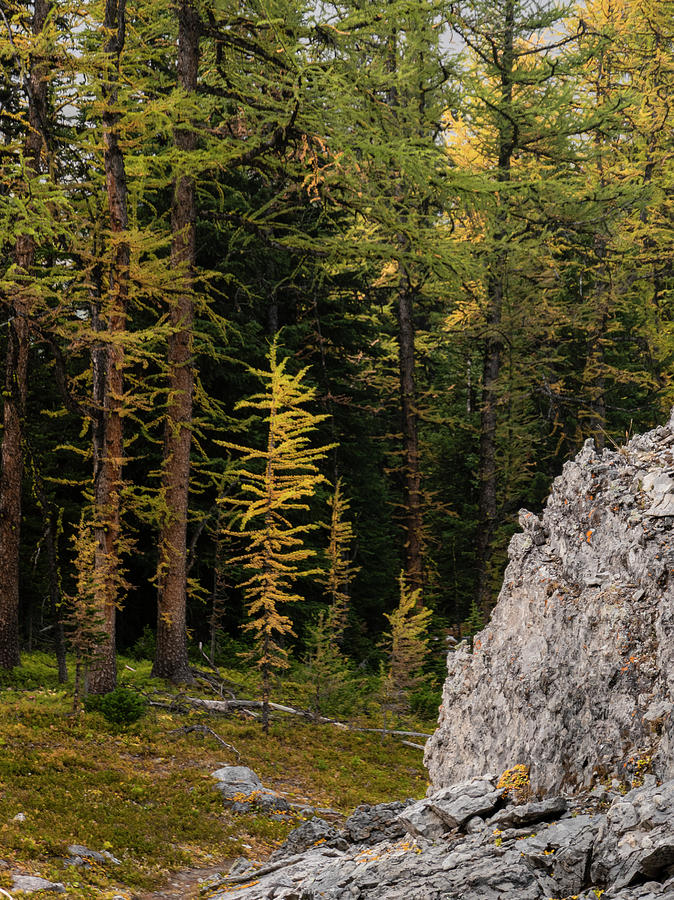 Fall Photograph - larch tree in the Canadian Rockies by Phil And Karen Rispin