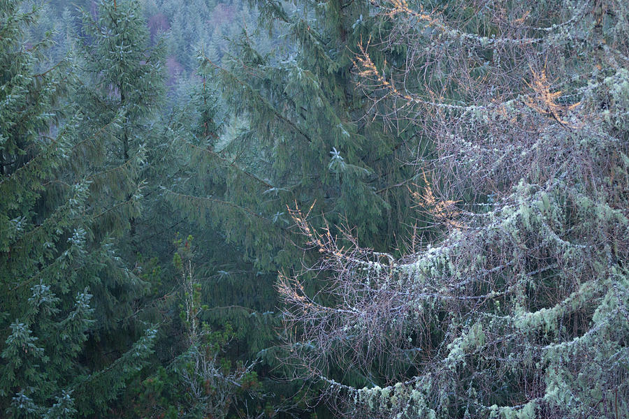 Larch tree with Lichen Photograph by Anita Nicholson