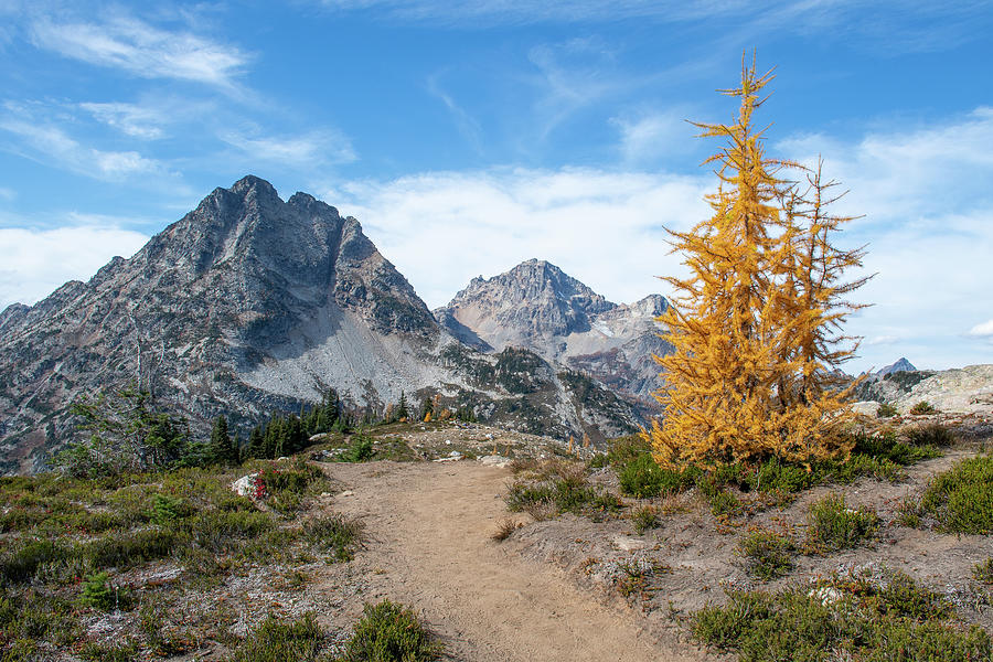 Larch Trees at Maple Pass Photograph by Joan Septembre