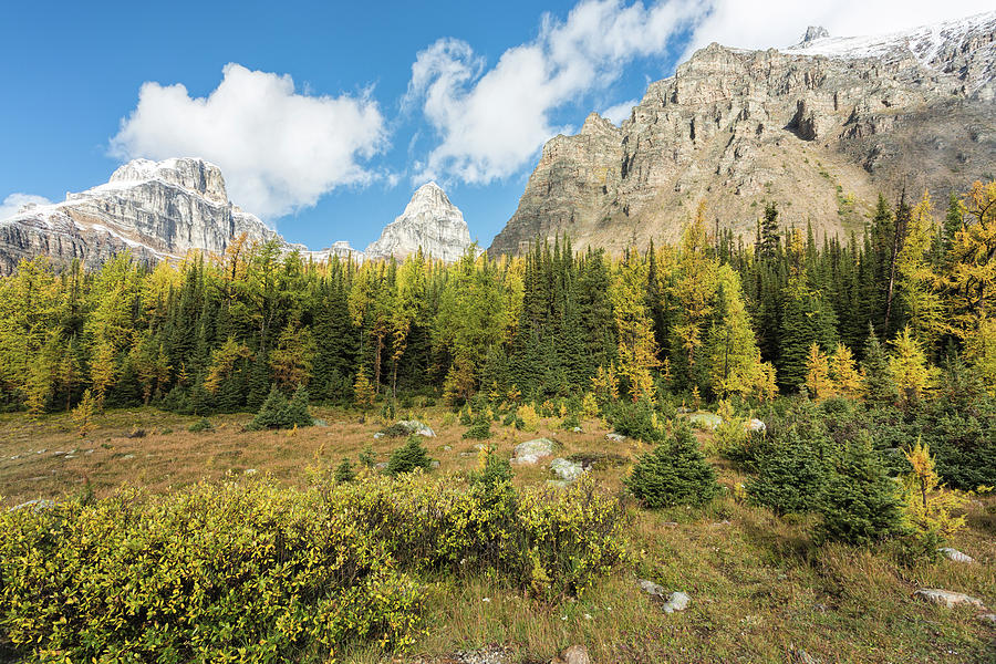 Larch Valley Banff National Park by Jemmy Archer Larch Valley Banff National Park by Jemmy Archer