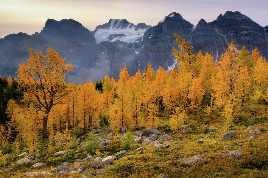 Larch Valley, Fall Colors, Banff National Park, Alberta, Canada. Photograph by Yves Gagnon