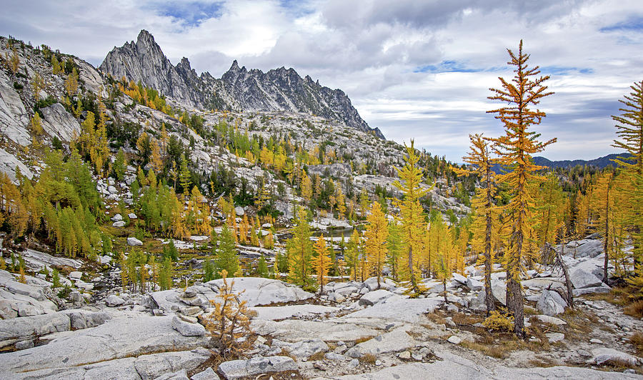 Larches Photograph by Angie Schutt