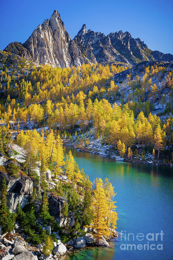 Larches at Perfection Lake Photograph by Inge Johnsson