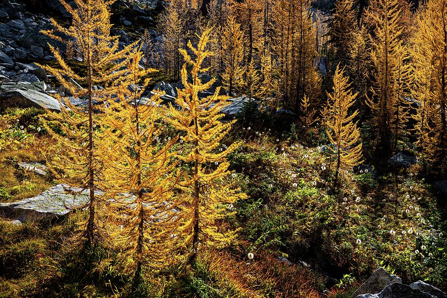 Larches, Rocks and Seedheads 2 Photograph by Ursula Abresch