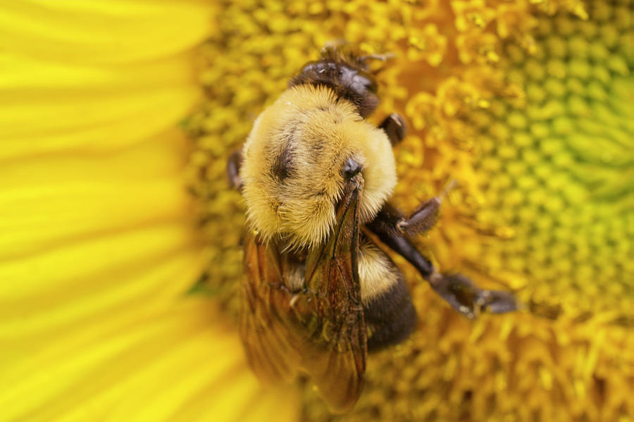 Lare Bumble Bee Close-up Photograph