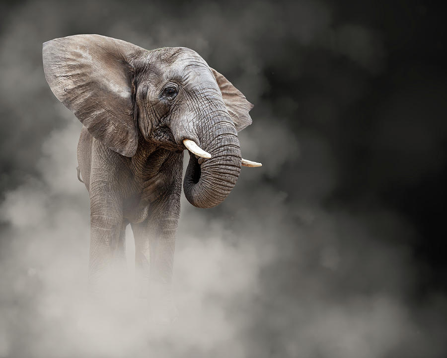 Large African Elephant In The Dust Photograph by Good Focused