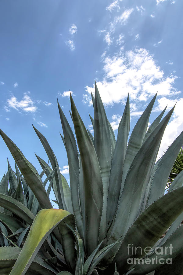 Large Agave Photograph by Elisabeth Lucas - Fine Art America