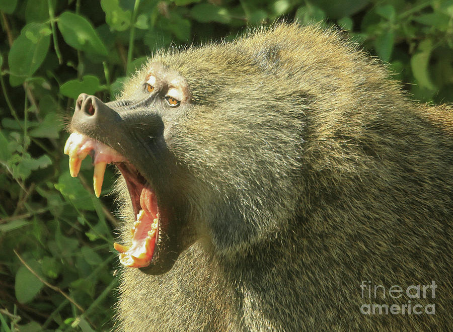 Monkey Photograph - Large aggressive male Olive Baboon u1 by Gilad Flesch
