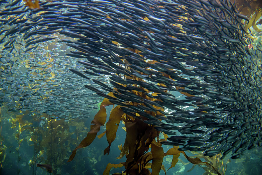 Large anchovy school Photograph by Mike Fusaro