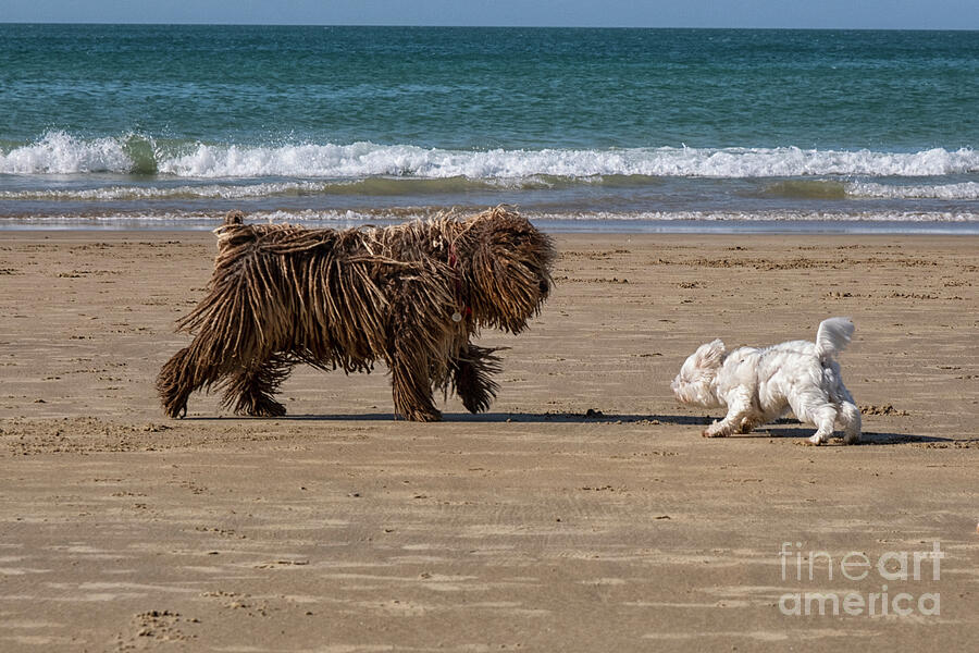 Large And Small Dog Meet On Beach Photograph
