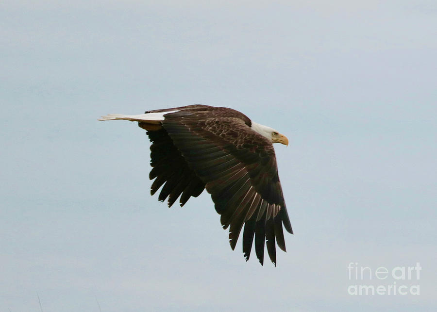 Large Bald Eagle Flying Photograph by Carol Groenen
