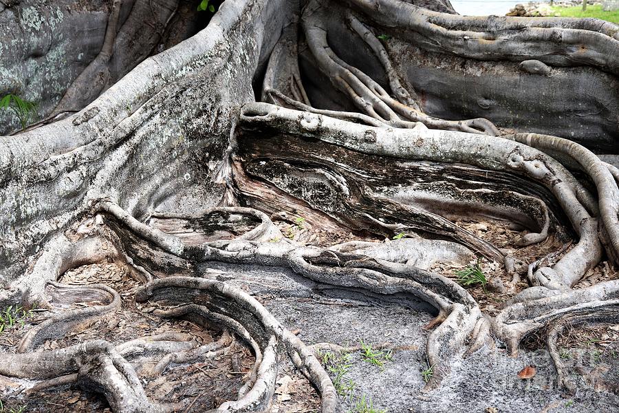 Large Banyan Roots Photograph by Mesa Teresita