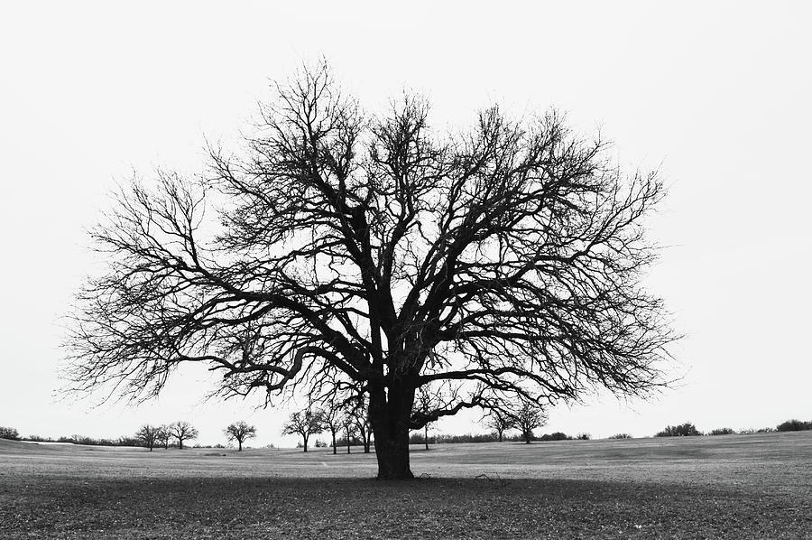 Large Bare Oak Tree Black and White Photograph by Gaby Ethington