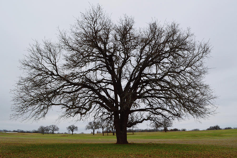 Large Bare Oak Tree on a Golf Course Photograph by Gaby Ethington