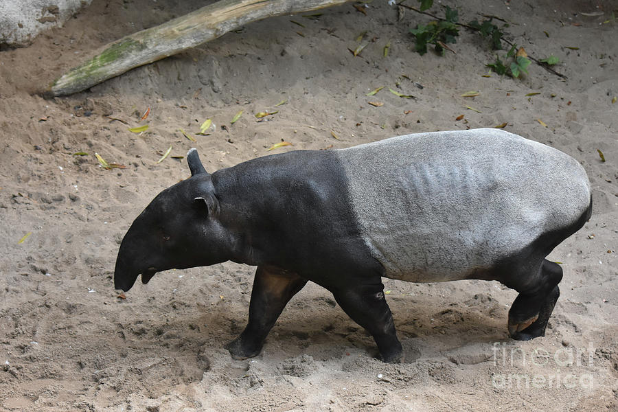 Large beautiful tapir walking in the wild  Photograph by DejaVu Designs