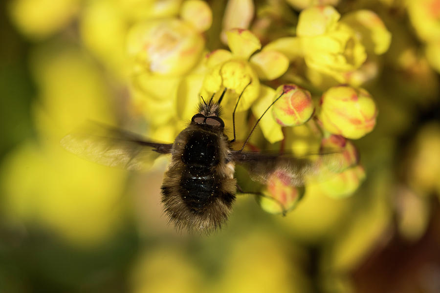 Large Bee Fly and Oregon-grape Photograph by Robert Potts