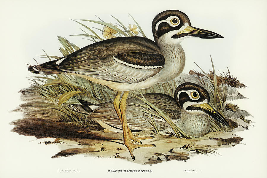 John Gould Drawing - Large-billed Plover, Esacus magnirostris by John Gould