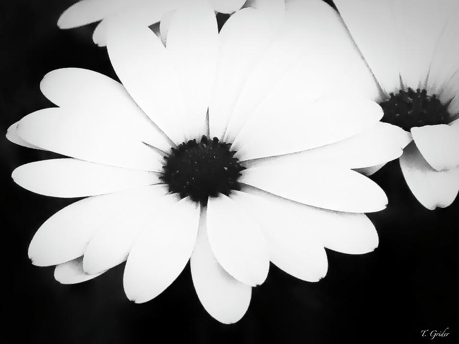 Black And White Photograph - Large Black and White Daisies by Tony Grider