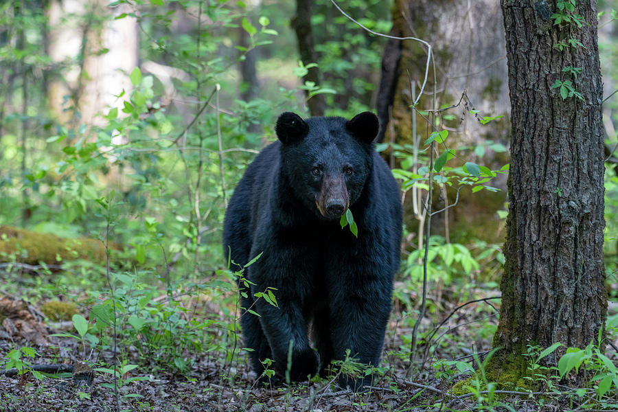 Large black bear in forest with leaves sticking out her mouth Photograph by Dan Friend