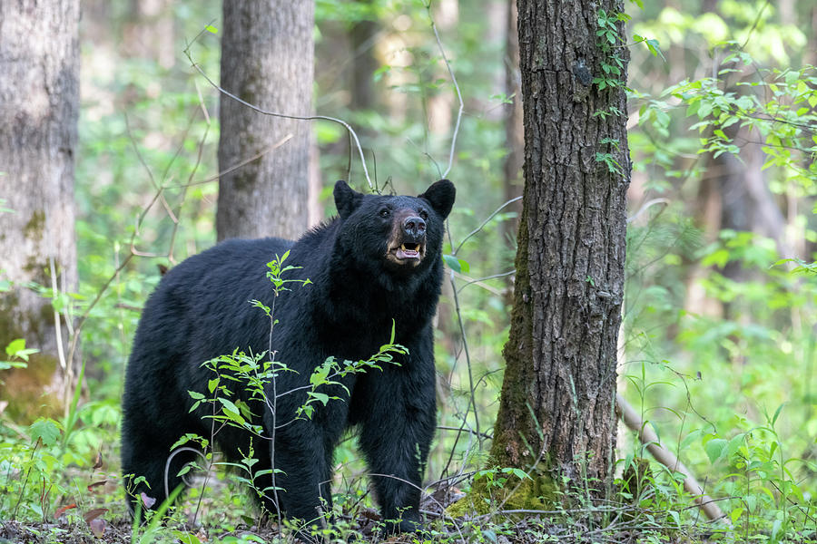 Large black bear sniffing the air checking for danger Photograph by Dan Friend