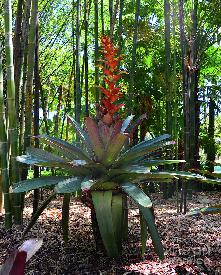 Large Bromeliad in bloom Photograph by David Lee Thompson