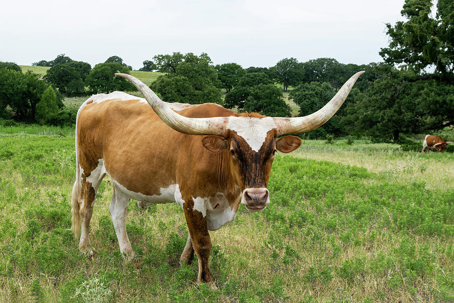 Large brown Longhorn bull with long, curved horns Photograph by Wendell ...