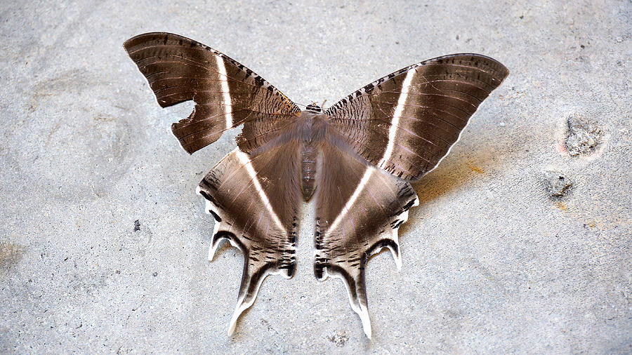 Large brown moth (Lyssa zampa) or Uranid Moth, Malaysia Photograph by Xp3rt5
