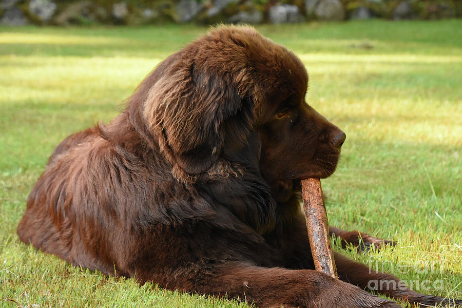 Large Brown Newfoundland Dog Chewing on a Big Stick Photograph by DejaVu Designs